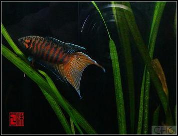 国产观赏鱼视频,探寻水中精灵的美丽与魅力