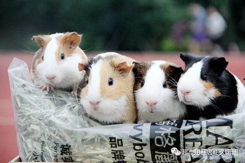 国产豚鼠好吗值得养吗视频,值得养的宠物新选择